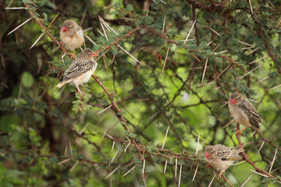 Red-billed Quelea