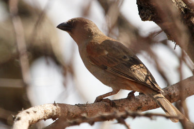 Northern Grey-headed Sparrow