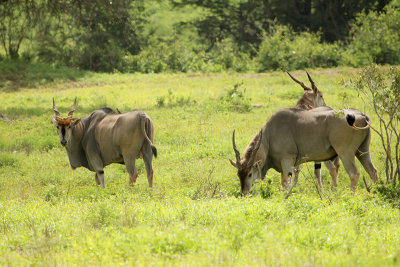 Common Eland