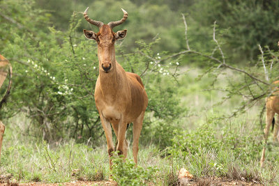 Hartebeest