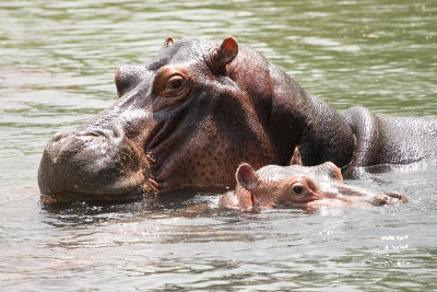 Hippopotamus