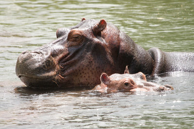Hippopotamus