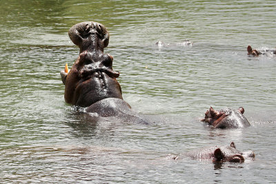 Hippopotamus