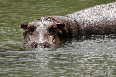 Hippopotamus