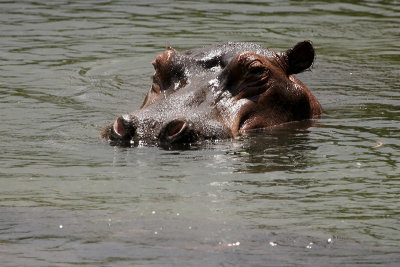 Hippopotamus