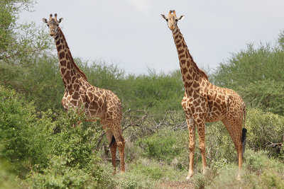 Masai Giraffe