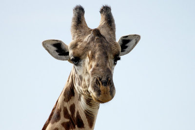 Masai Giraffe