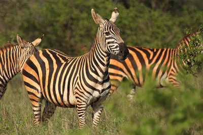 Common Zebra