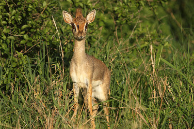 Kirk's Dikdik