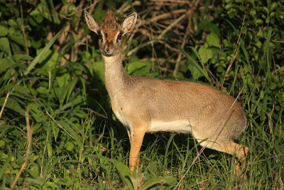 Kirk's Dikdik
