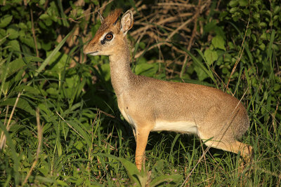 Kirk's Dikdik