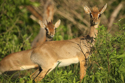 Kirk's Dikdik