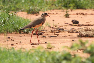 Crowned Lapwing