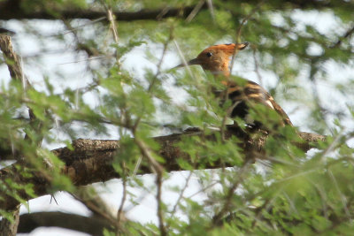 African Hoopoe