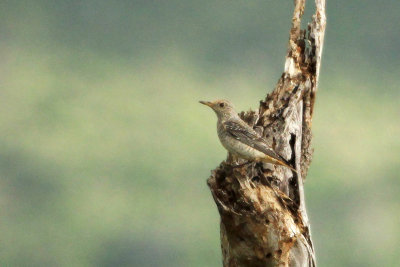 Common Rock Thrush