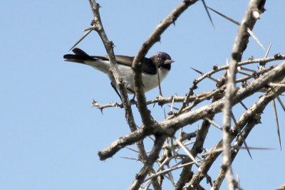 Eastern Violet-backed Sunbird