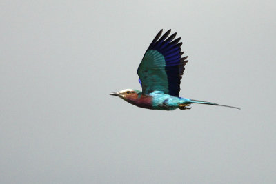 Lilac-breasted Roller