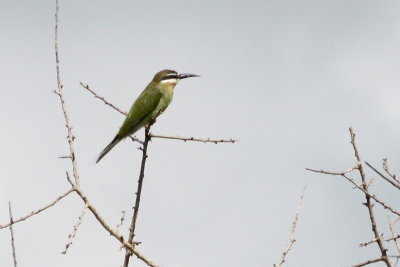 Olive Bee-eater