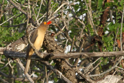 Red-billed Oxpecker