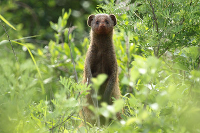 Dwarf Mongoose