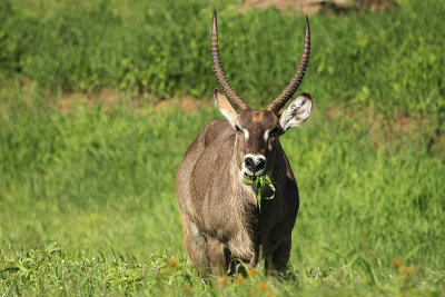 Waterbuck