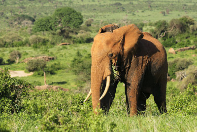 Bush Elephant