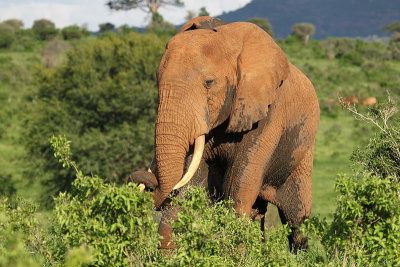 Bush Elephant