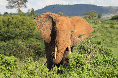 Bush Elephant