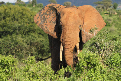 Bush Elephant