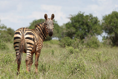 Common Zebra