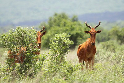 Hartebeest