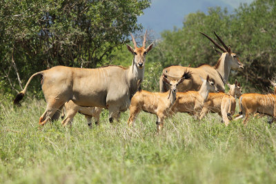 Eland