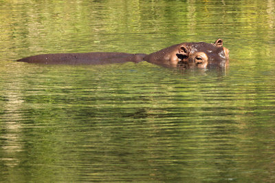 Hippopotamus