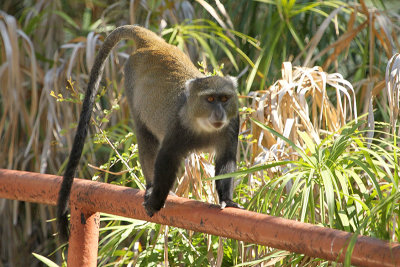 Sykes' Monkey