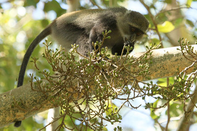 Sykes' Monkey