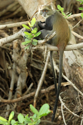 Sykes' Monkey