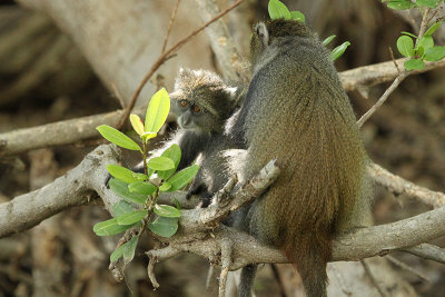 Sykes' Monkey