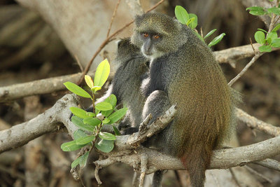 Sykes' Monkey