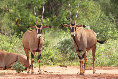 Fringe-eared Oryx