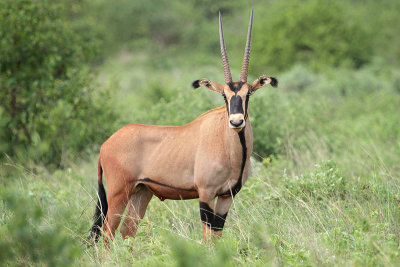 Fringe-eared Oryx