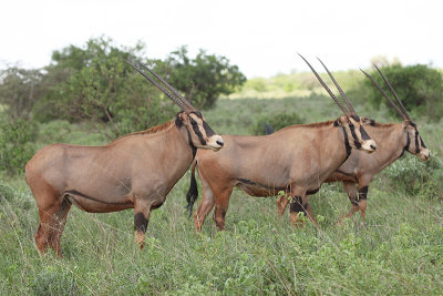 Fringe-eared Oryx