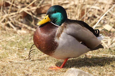 Mallard