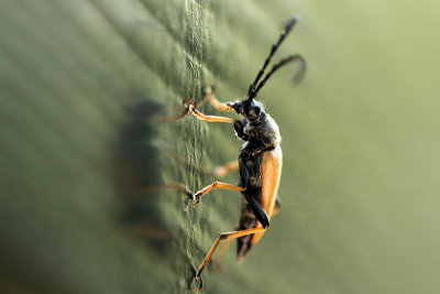 Beetle spec.