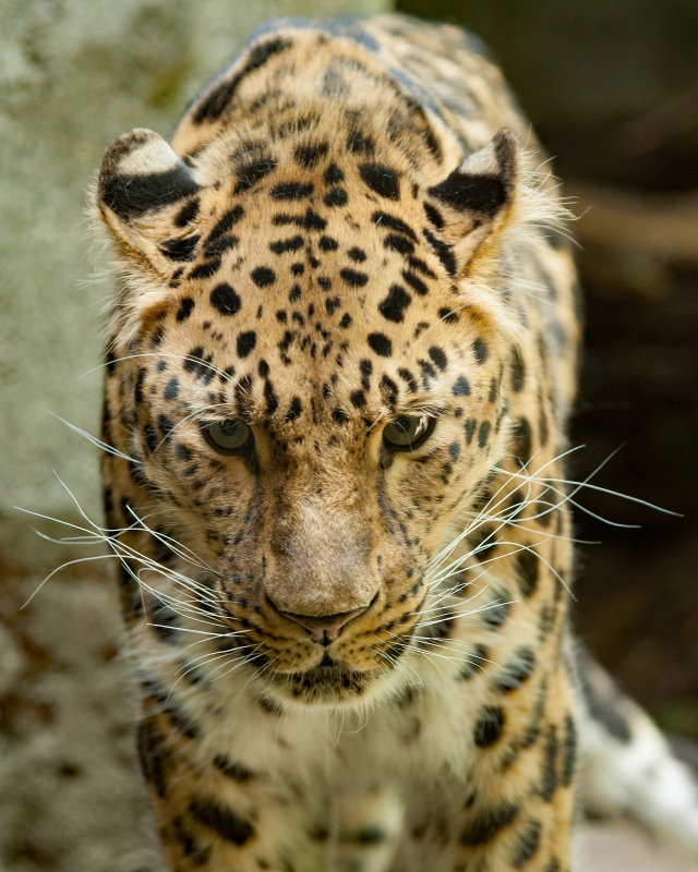 Amur Leopard