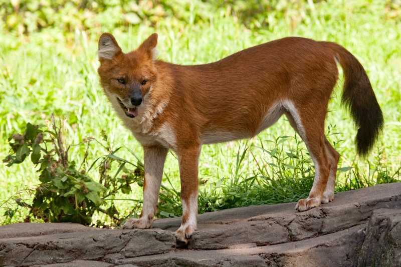 Dhole (Asian Wild Dog)