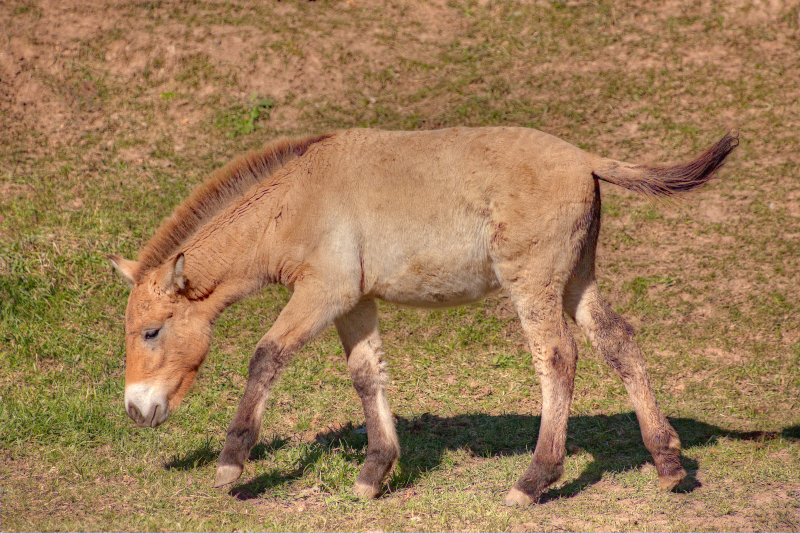Asian Wild Horse