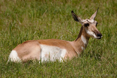 Pronghorn