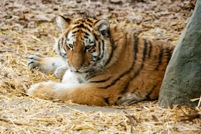 Female Amur Tiger Cub Vera