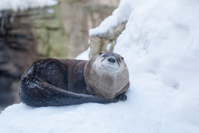 River Otter