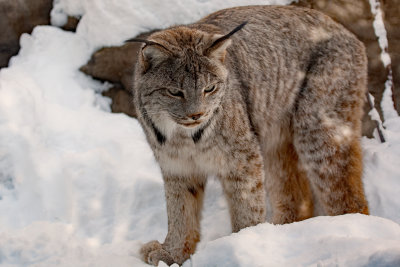 Lynx